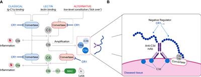 Development and Optimization of Bifunctional Fusion Proteins to Locally Modulate Complement Activation in Diseased Tissue